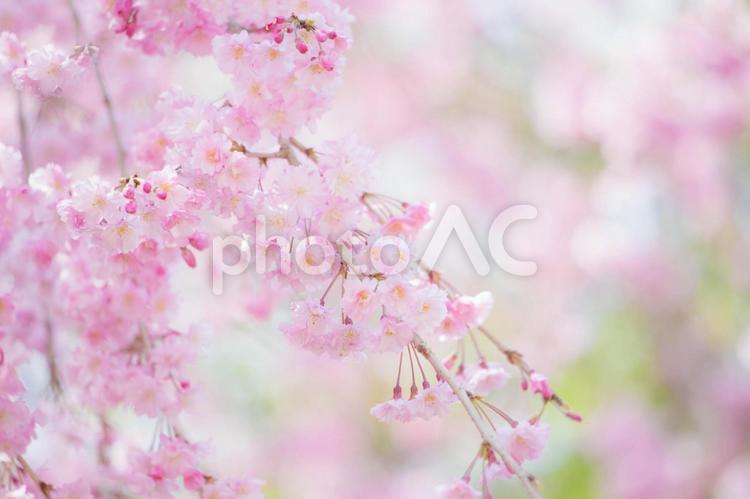 枝垂れ桜の花背景素材 桜,花,植物の写真素材