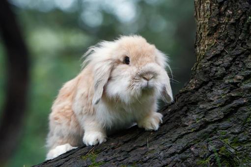 ペットのうさぎ うさぎ,ペット,干支の写真素材