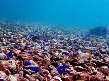 青い海と青い魚 魚,海,小魚の写真素材