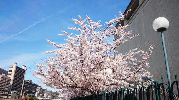 桜 桜の写真