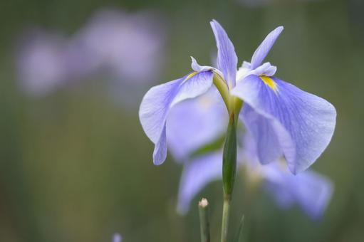 Iris flower, JPG
