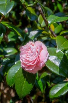 Pink maiden camellia, JPG Pink maiden camellia, JPG