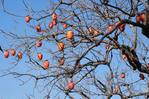 青空と柿の木 柿,秋の味覚,青空の写真素材