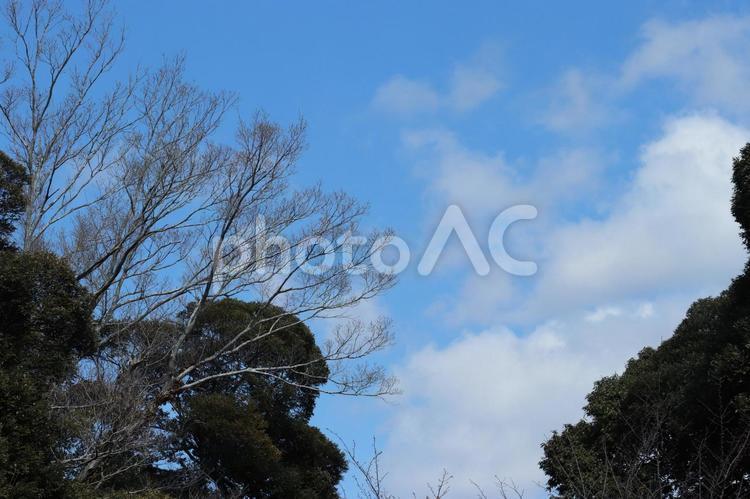 森の中から見上げた青空 青空,青,快晴の写真素材