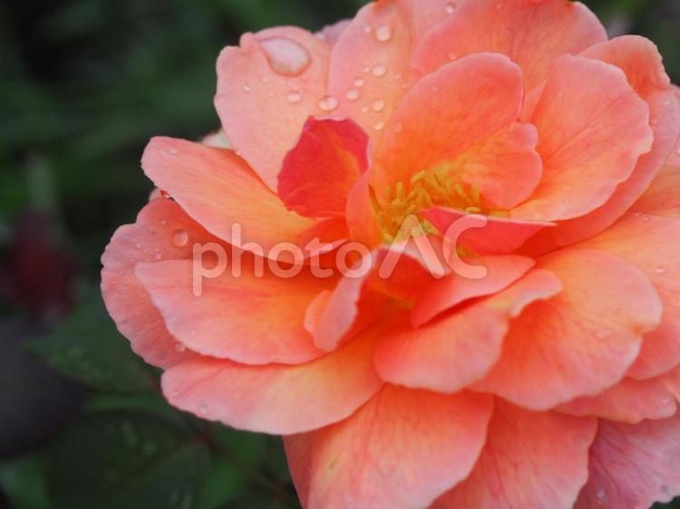 雨に濡れた薔薇 ばら,癒し,庭先の写真素材