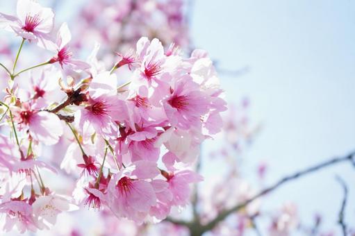 ほんのりピンクが美しい河津桜3 桜,さくら,河津桜の写真素材