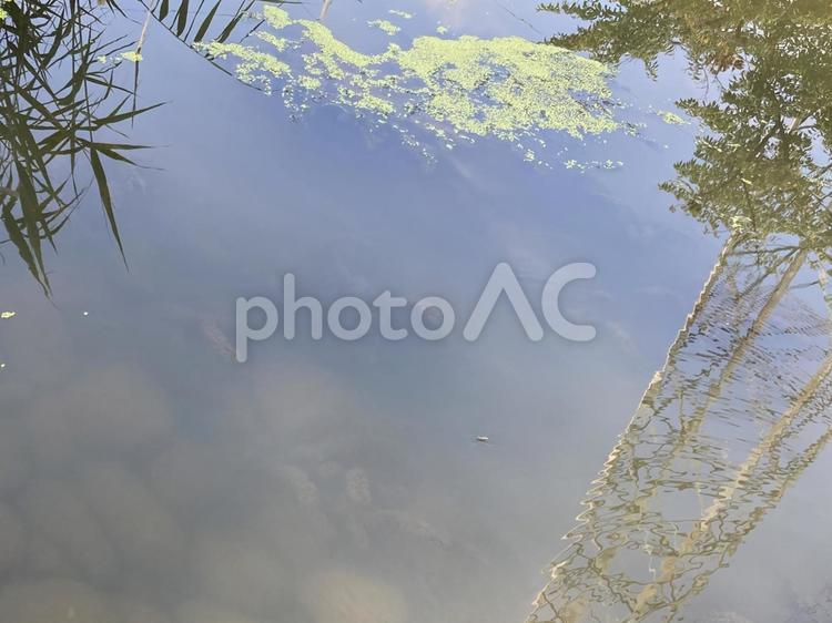 水面と反射する風景 水面,反射,風景の写真素材