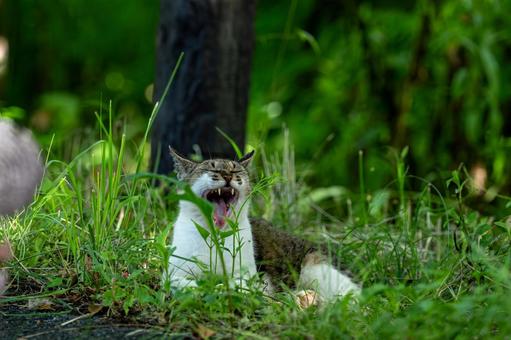 Cat yawning in the shade, JPG Cat yawning in the shade, JPG