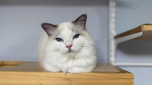 香箱座りしているラグドールの子猫 猫,ペット,かわいいの写真素材