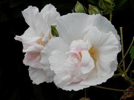 【花の写真】スイフヨウの花 スイフヨウ,酔芙蓉,白の写真素材