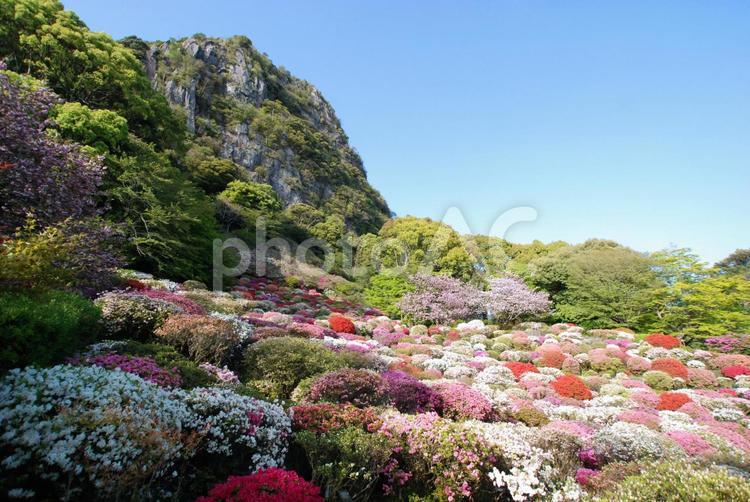 山裾に咲く満開のツツジ ツツジ,花,つつじの写真素材