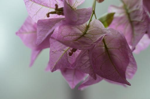 ブーゲンビリア ブーゲンビリア,日差し,柔らかの写真素材