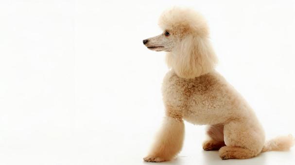 タイニープードル6の写真