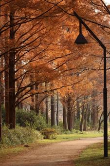 メタセコイアの並木道 並木道,秋,メタセコイアの写真素材