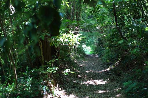 長い森のトンネルの出口を見つけた 長い森のトンネルの出口を見つけた 森,トンネル,木陰の写真素材