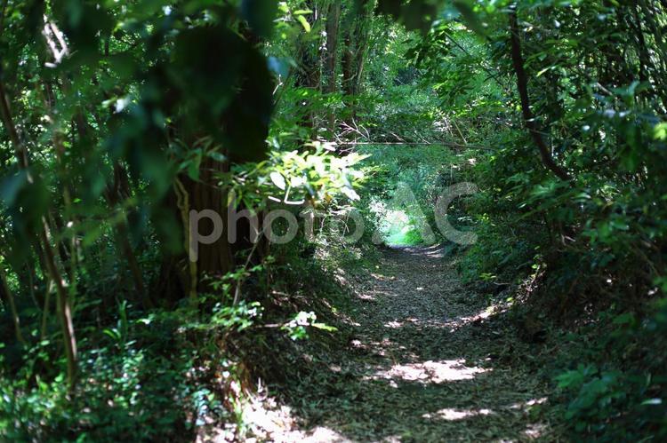 長い森のトンネルの出口を見つけた 森,トンネル,木陰の写真素材