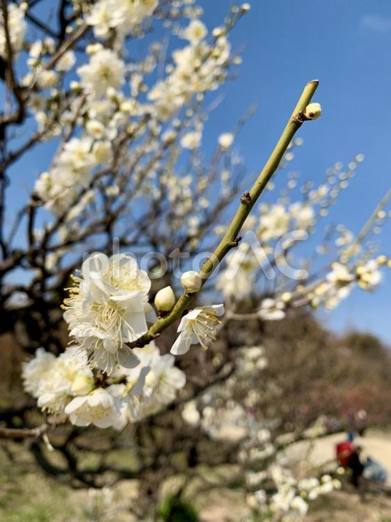 大阪城公園の梅林 大阪城,公園,天守閣の写真素材