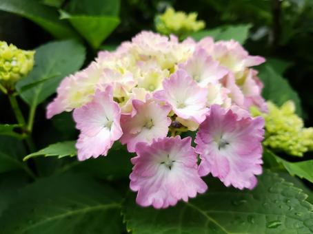 あじさいの写真