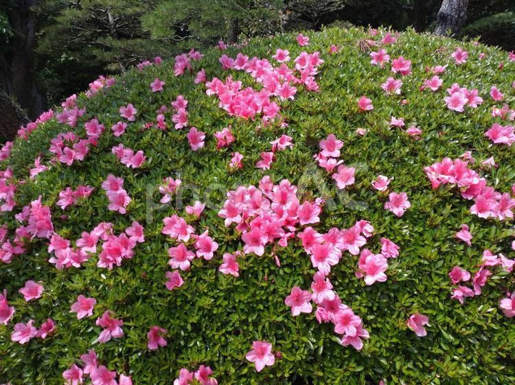 ５月のつつじ(剪定) つつじ,ピンク,５月の写真素材