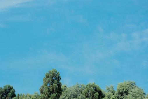 空 緑 空 緑の写真