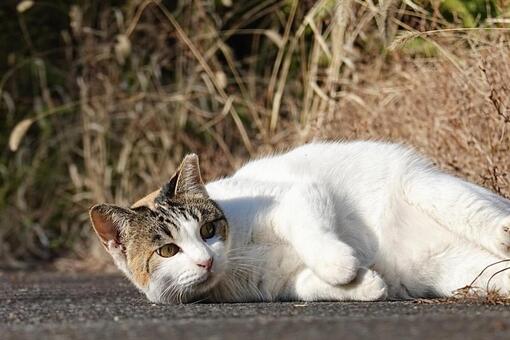 横になる三毛猫 ネコ,保護猫,ニャンコの写真素材