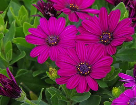 オステオスペルマム・エクロニスの写真