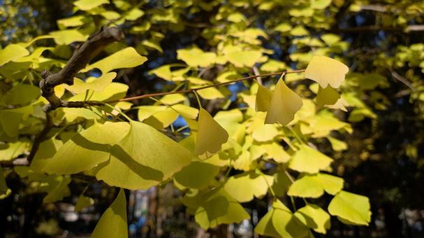イチョウの葉 イチョウ,黄葉,黄色の写真素材