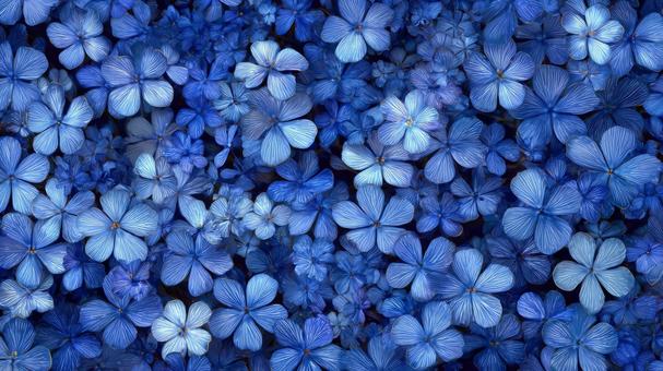 たくさんの青の花の背景 たくさんの青の花の背景の写真