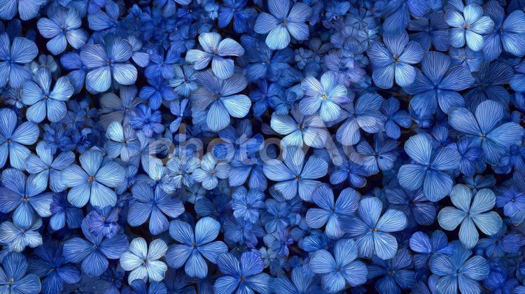 たくさんの青の花の背景 青,花,背景の写真素材