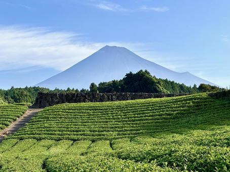 夏の茶畑と富士山 夏の茶畑と富士山 富士山,茶畑,茶葉の写真素材