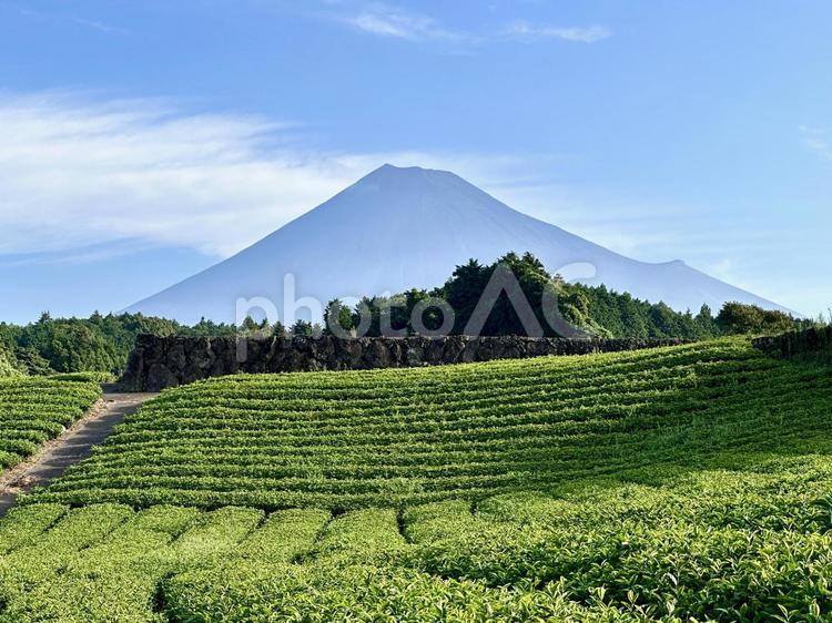 夏の茶畑と富士山 富士山,茶畑,茶葉の写真素材