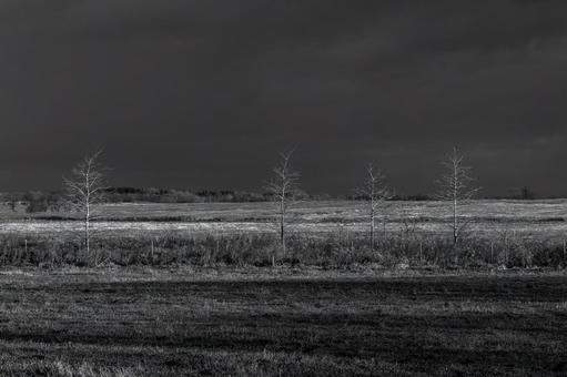 重い空の下、広野に立つ裸木 大地,広野,裸木の写真素材
