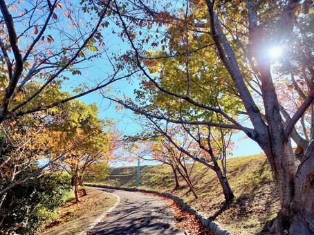 森の小道 太陽,お日様,１１月の太陽の写真素材