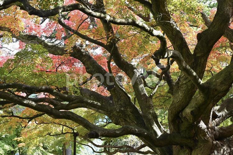 楓の木が紅く染まり始めました 秋,紅葉,楓の写真素材
