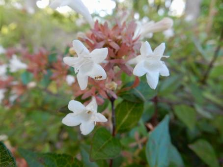 【花の写真】ハナゾノツクバネウツギ 【花の写真】ハナゾノツクバネウツギの写真