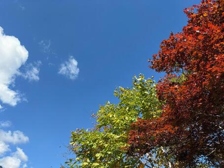 青空の下で色づく秋の木々と雲が広がる紅葉 紅葉,秋,青空の写真素材