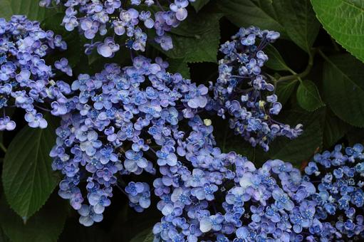 あじさいの写真