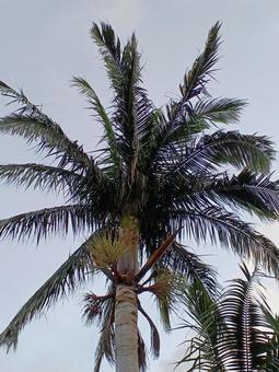 Photo, palm, coconut, palmae (palm family of plants), 