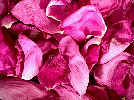 ハマナスの花びら 01 ハマナスの花びら 01の写真