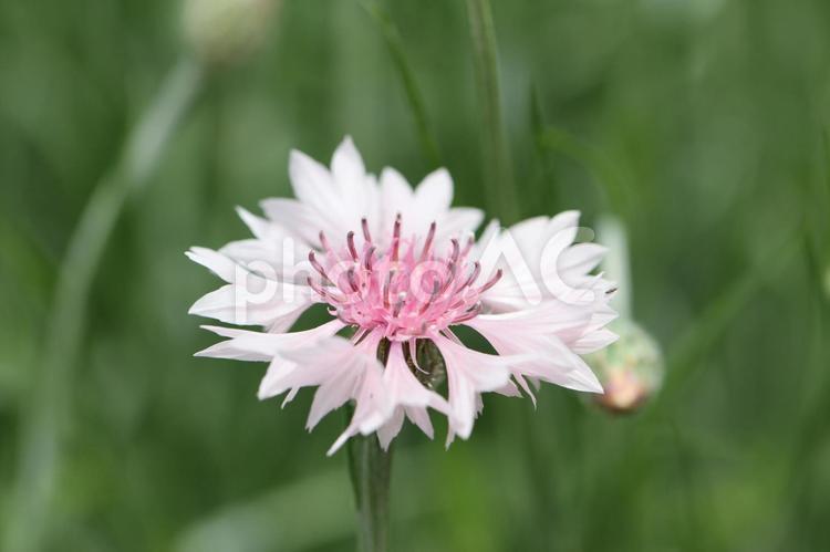 矢車草の花　17-06 矢車草,庭の花,ガーデニングの写真素材