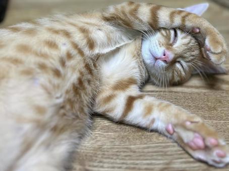 眠る子猫 眠る子猫の写真