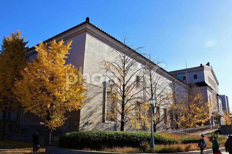 １１月下旬の大阪天王寺公園の紅葉 背景,天王寺公園,公園の写真素材