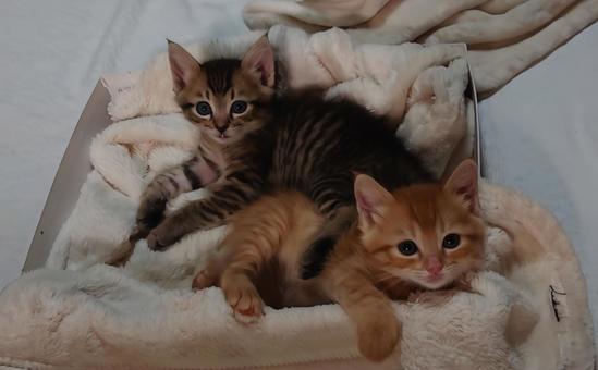 おどけない子猫 おどけない子猫の写真
