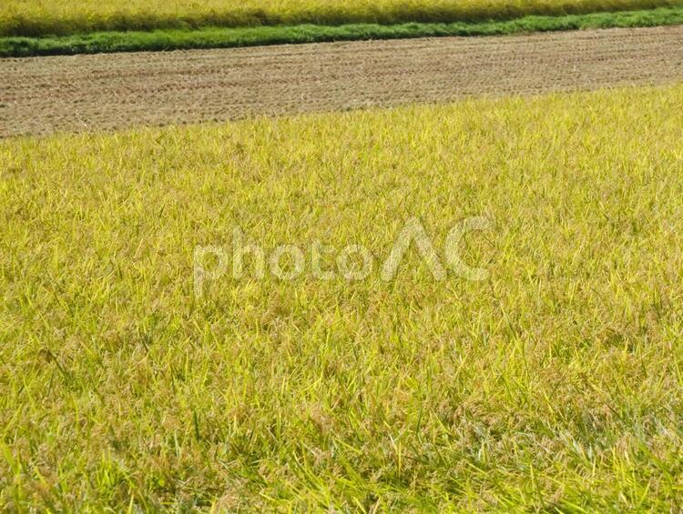 田んぼの稲 農業,稲作,稲の写真素材