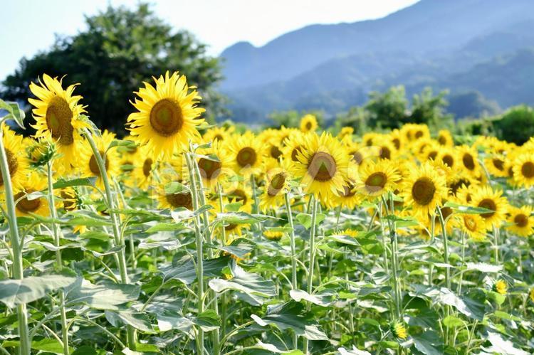 ひまわり畑 ひまわり,ひまわり畑,向日葵の写真素材