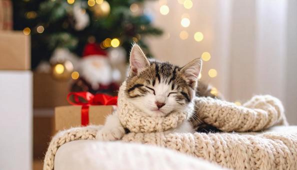 眠そうな子猫 愛くるしい 部屋 ソファー 眠そうな子猫 愛くるしい 部屋 ソファーの写真