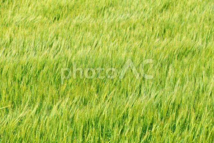 風にうねる大麦畑 大麦畑,大麦,麦畑の写真素材