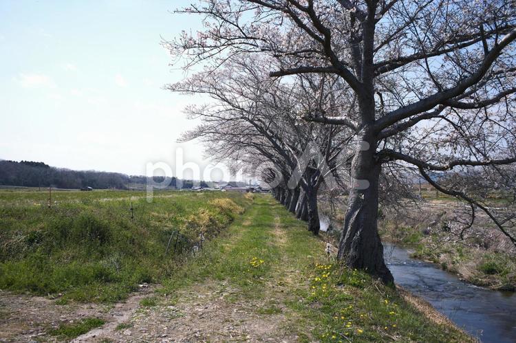 田園の桜 桜,桜並木,堤の写真素材