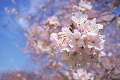 桜 桜の写真