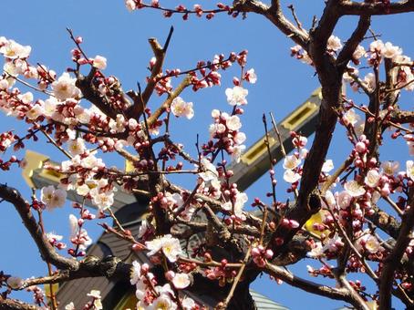 Photo, plum tree, dry, branch, 